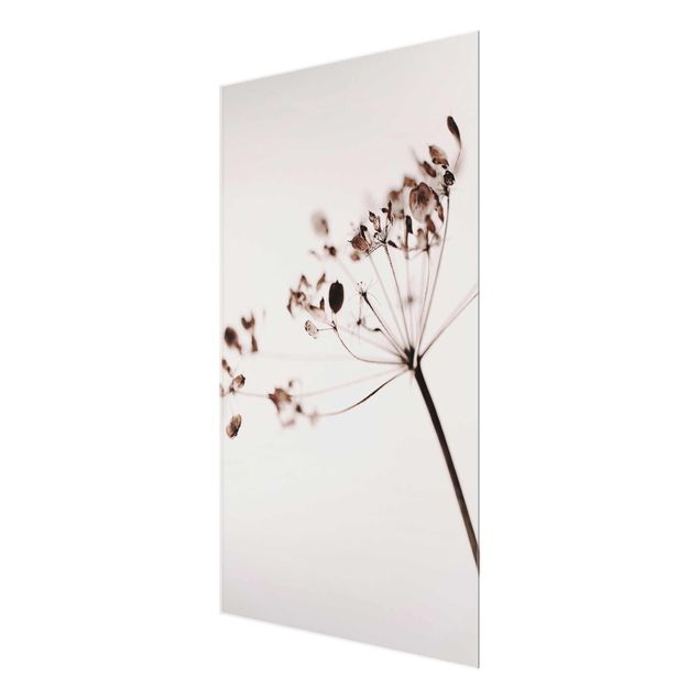 Glass print - Macro Image Dried Flowers In Shadow
