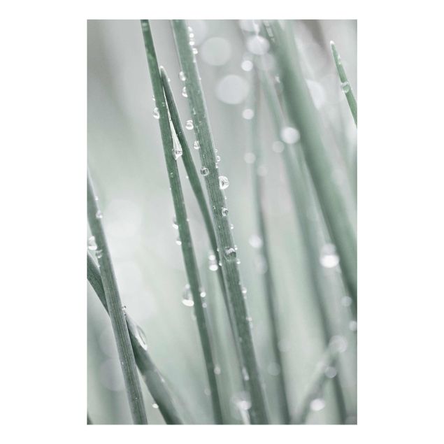 Glass print - Macro Image Beads Of Water On Grass