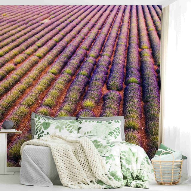 Wallpapers Picturesque Lavender Field