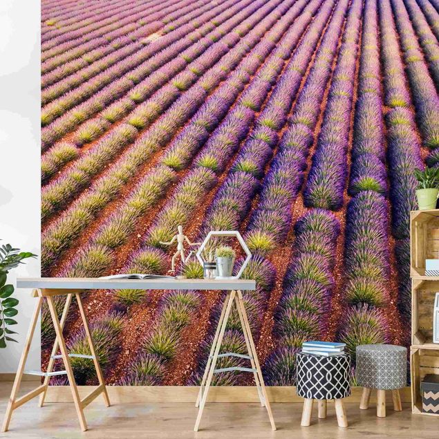 Wallpaper - Picturesque Lavender Field