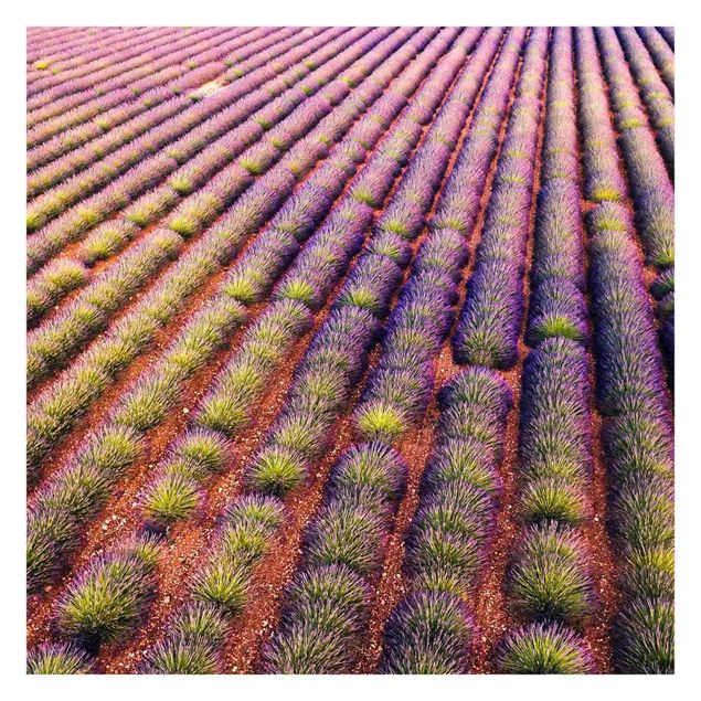 Wallpaper - Picturesque Lavender Field