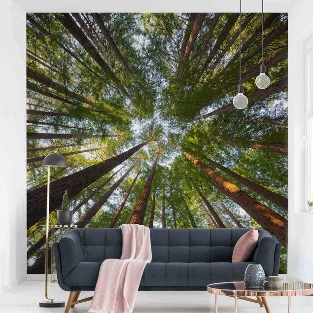 Wallpapers Sequoia Tree Tops