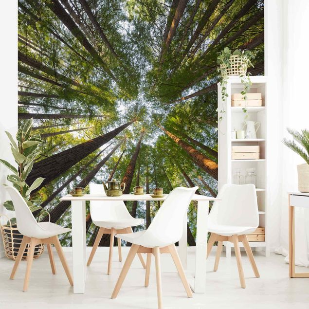 Wallpaper - Sequoia Tree Tops