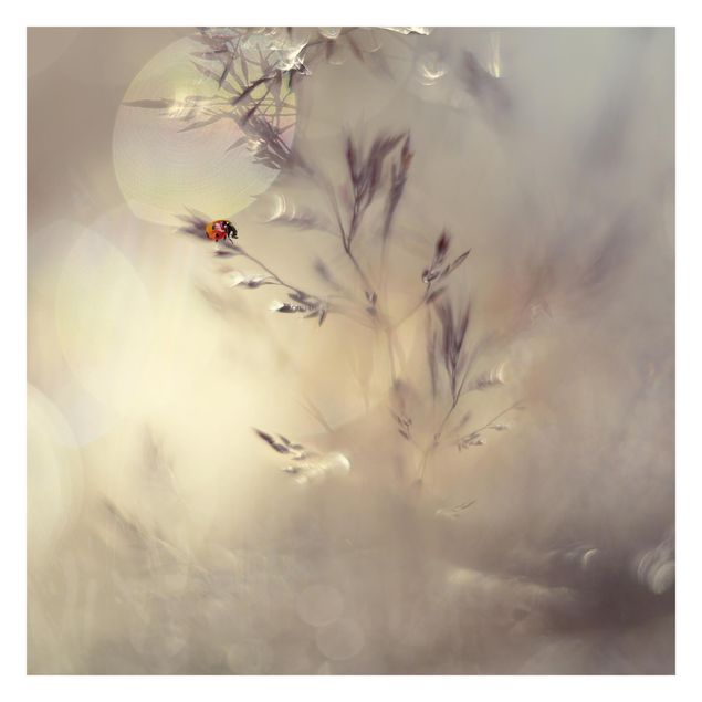 Wallpaper - Ladybird On Meadow Grass