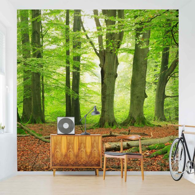 Wallpaper - Mighty Beech Trees