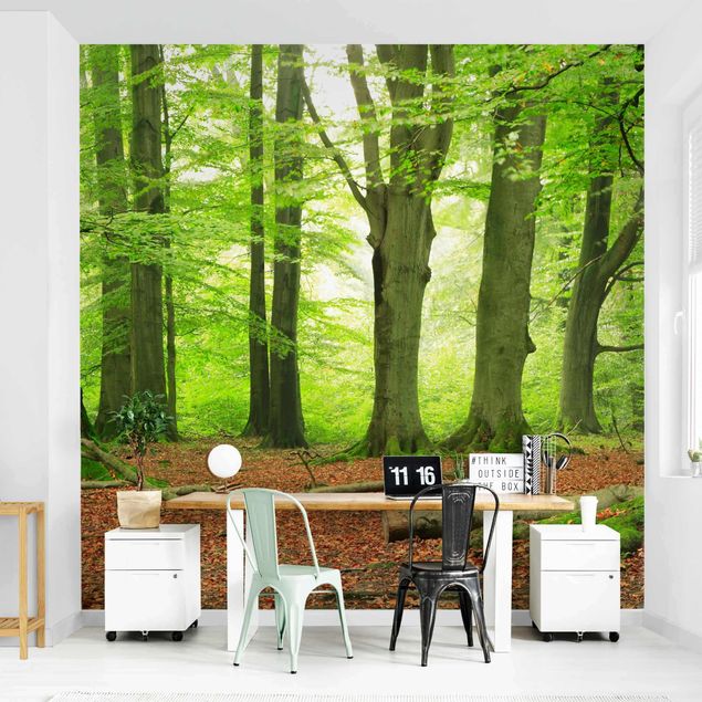 Wallpaper - Mighty Beech Trees