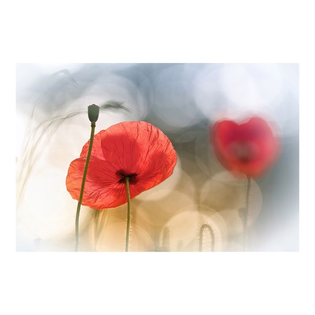 Wallpaper - Poppies In The Morning