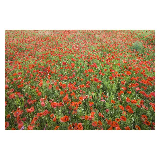 Wallpaper - Poppy Field