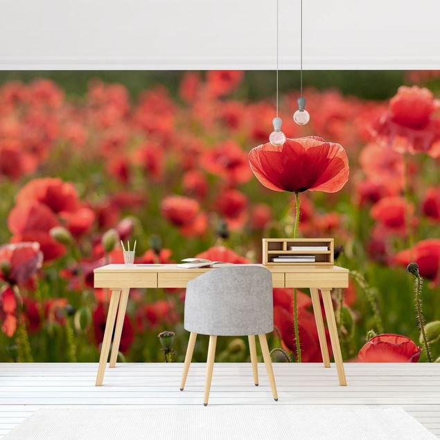 Wallpaper - Poppy Field In Sunlight