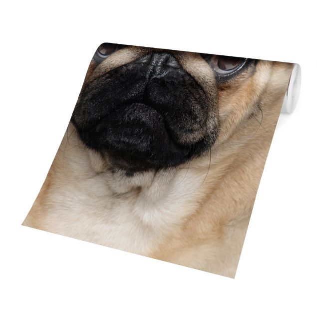 Wallpaper - Pug Portrait