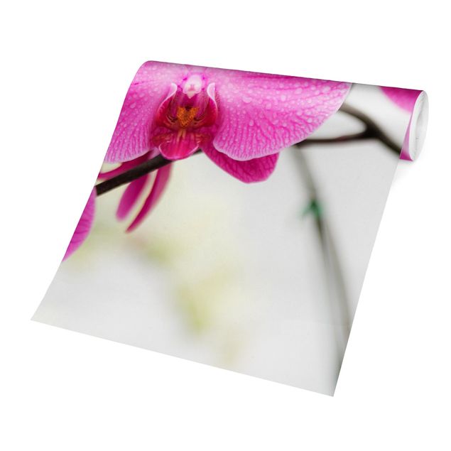 Wallpaper - Close-Up Orchid