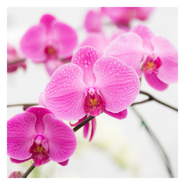 Wallpaper - Close-Up Orchid