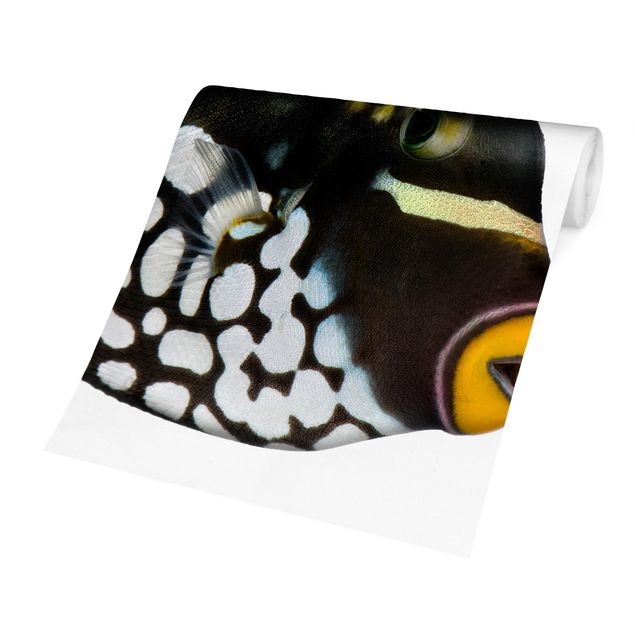 Wallpaper - Clown Triggerfish