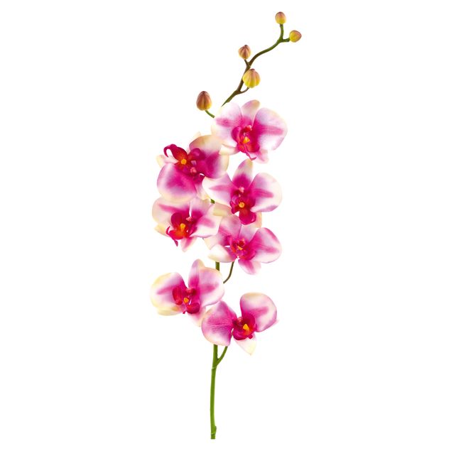 Floral wall stickers No.176 Orchid Rose I