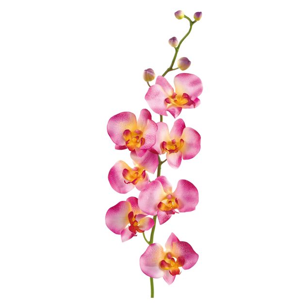 Flower wall decals No.177 Orchid Rose II