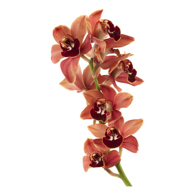 Floral wall stickers No.180 Orchid White Red II