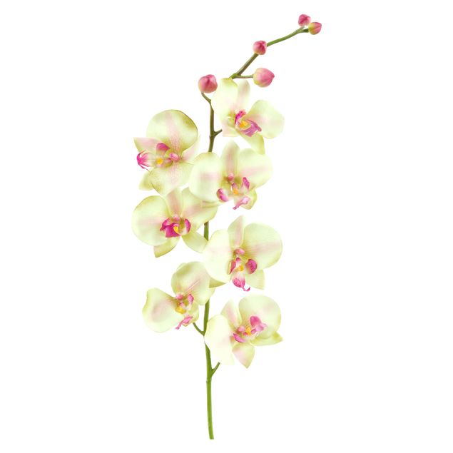 Floral wall stickers No.190 Orchid White II