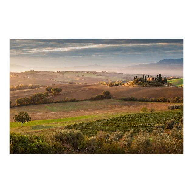 Wallpaper - Olive Grove In Tuscany
