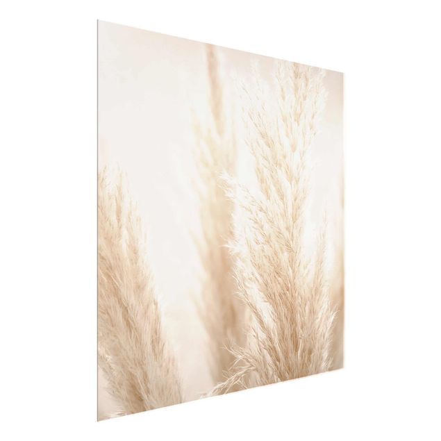 Glass print - Pampas Grass In Sun Light