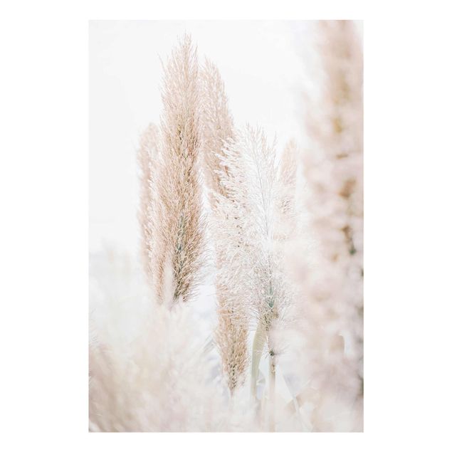 Glass print - Pampas Grass In White Light