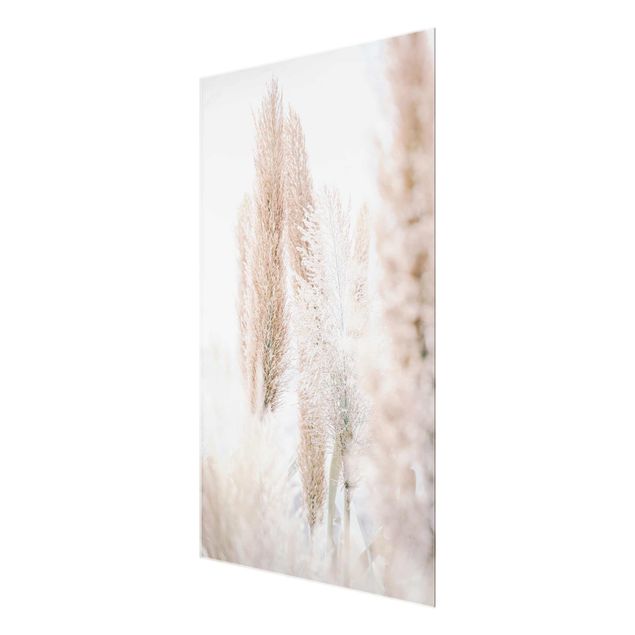 Glass print - Pampas Grass In White Light