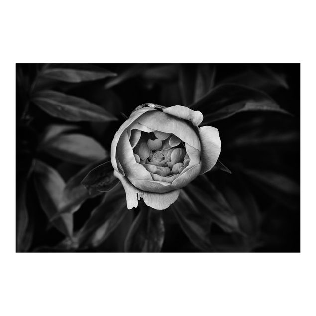 Wallpaper - Peonies In Front Of Leaves Black And White