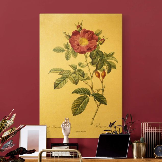 Canvas print - Pierre Joseph Redoute - Portland Rose