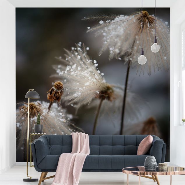Wallpapers Dandelions With Snowflakes
