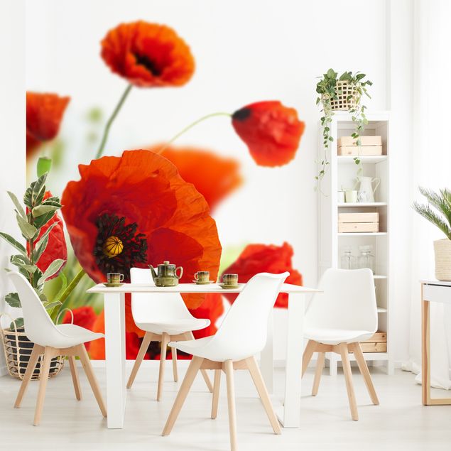 Wallpaper - Radiant Poppies