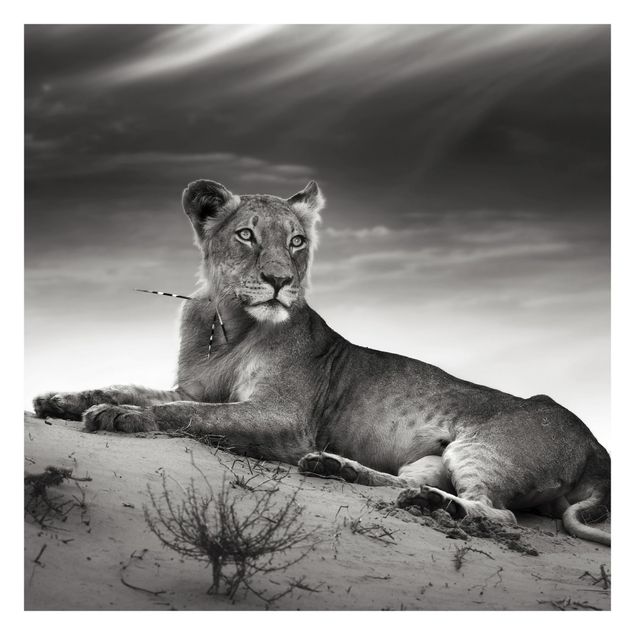 Wallpaper - Resting Lion