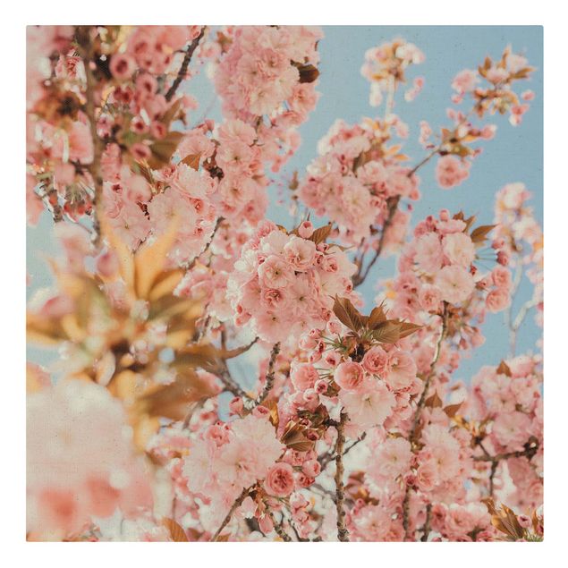 Natural canvas print - Pink Cherry Blossoms Galore - Square 1:1