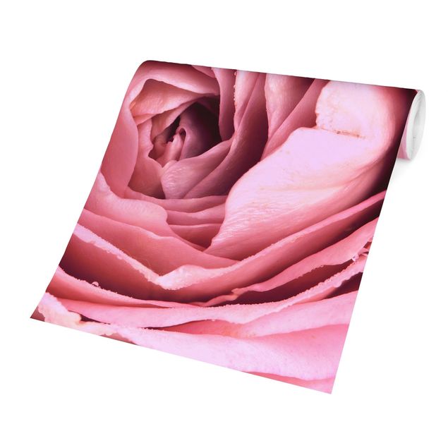 Wallpaper - Pink Rose Blossom