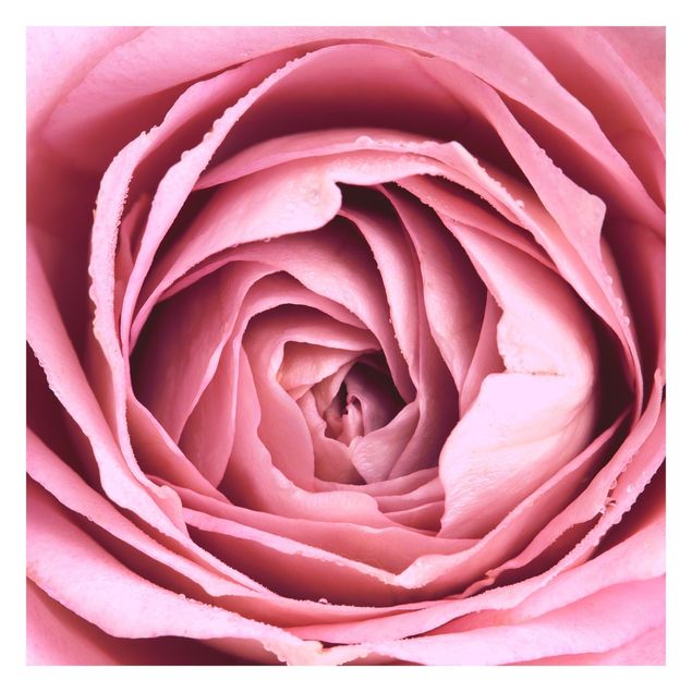 Wallpaper - Pink Rose Blossom