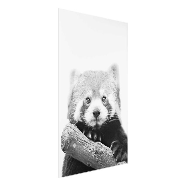 Glass print - Red Panda In Black And White