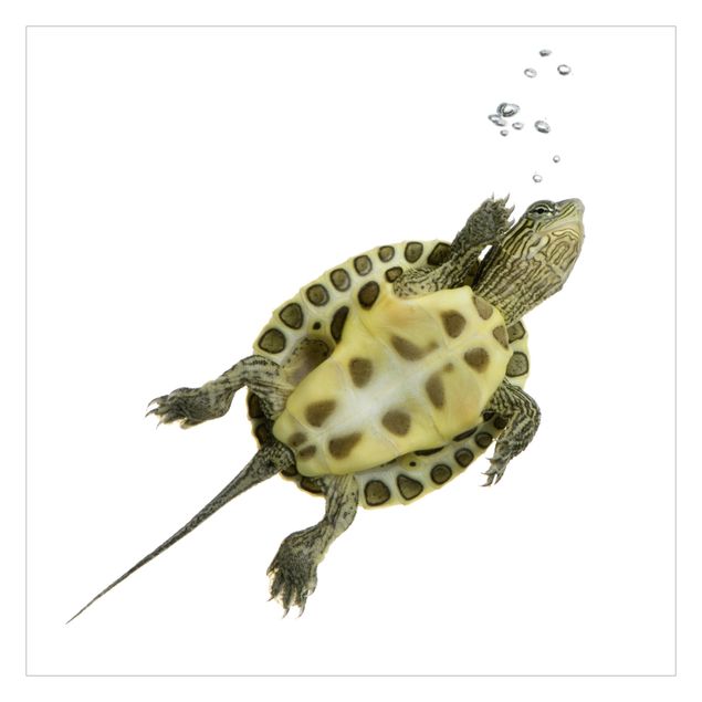 Wallpaper - Swimmming Turtle