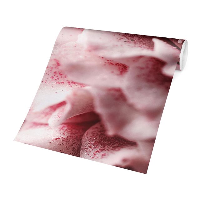 Wallpaper - Shabby Light Pink Rose Pastel