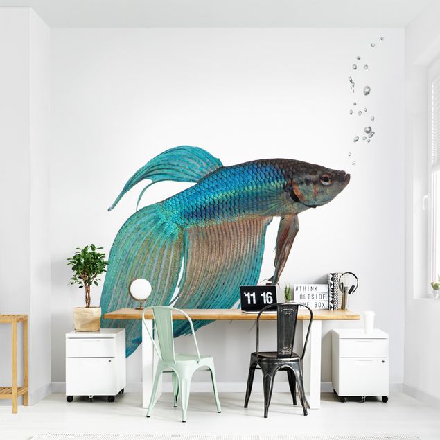 Wallpapers Siamese Fighting Fish II