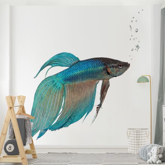 Wallpaper - Siamese Fighting Fish II