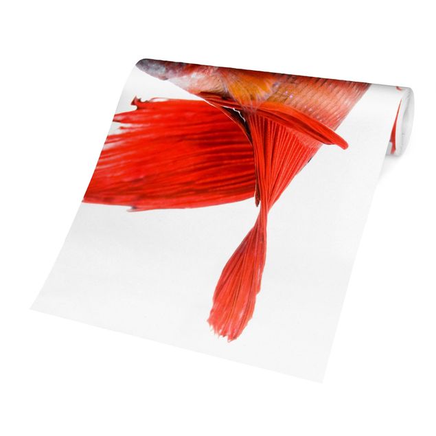 Wallpaper - Siamese Fighting Fish