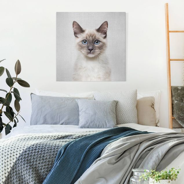 Canvas print - Siamese Cat Sibylle - Square 1:1