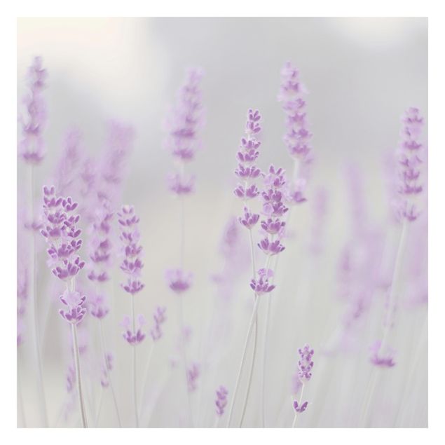 Walpaper - Summer In A Field Of Lavender