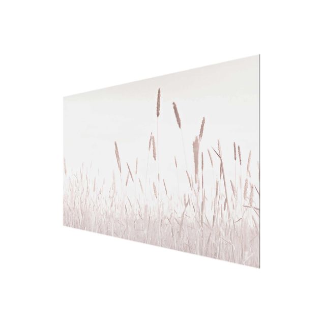 Glass print - Summerly Reed Grass