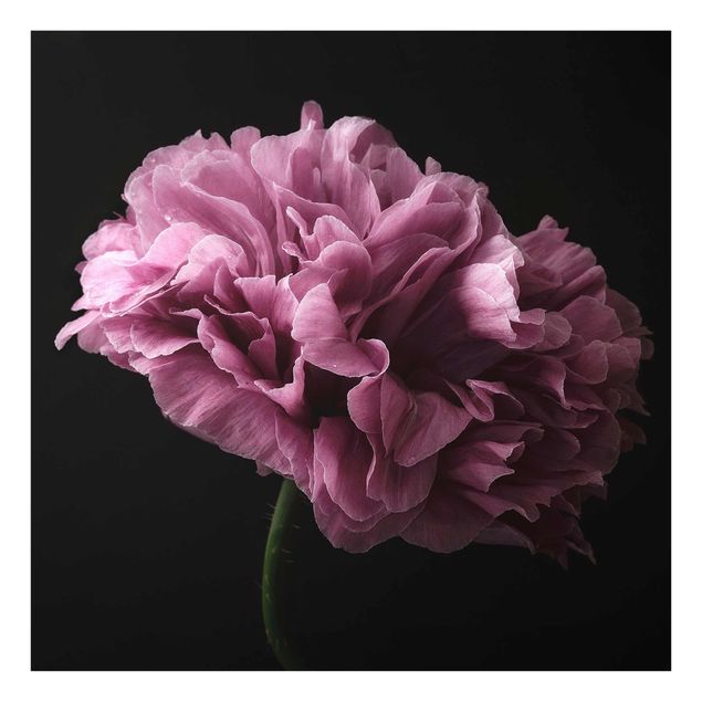 Glass print - Proud Peony In Front Of Black
