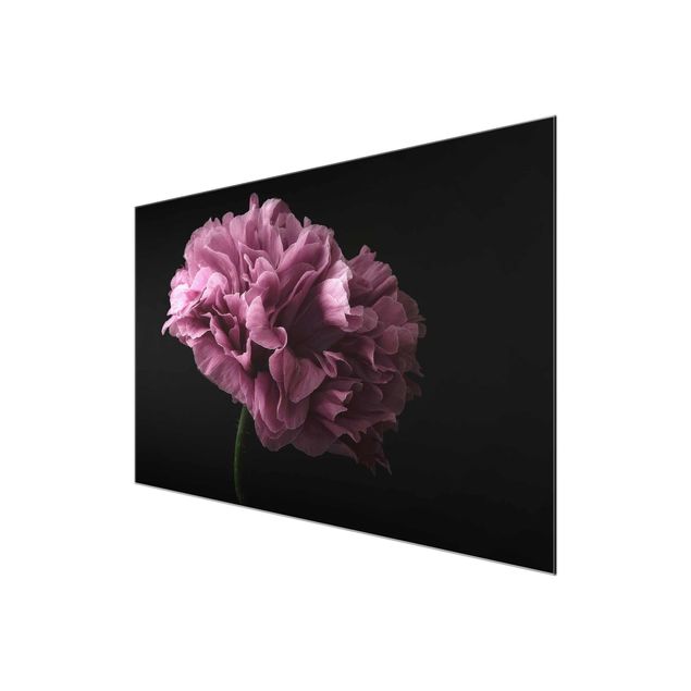 Glass print - Proud Peony In Front Of Black