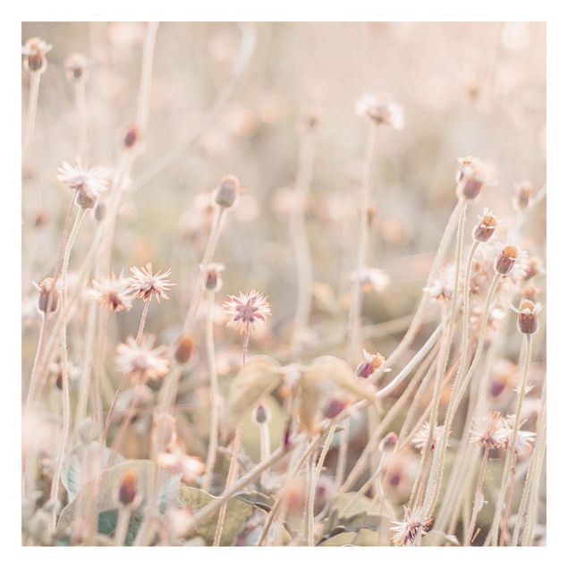 Walpaper - Flowering Meadow In the Sun
