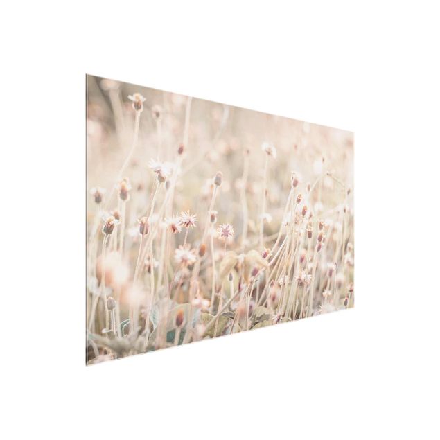 Glass print - Flowering Meadow In the Sun