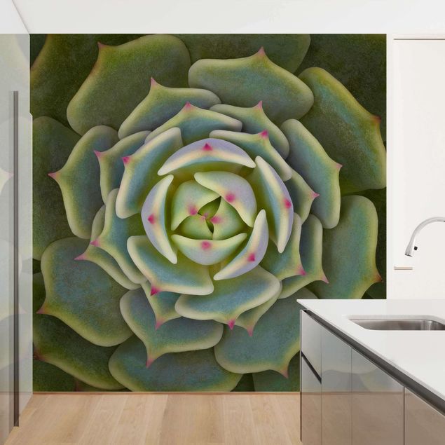 Wallpaper - Succulent - Echeveria Ben Badis