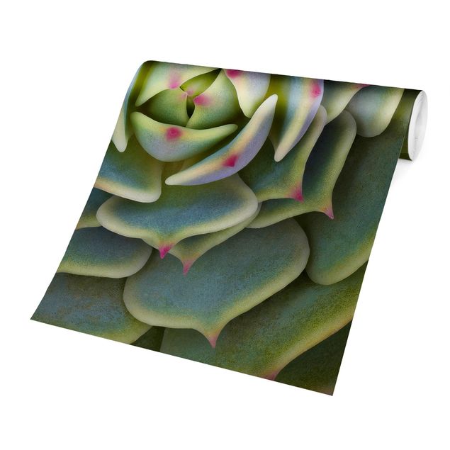 Wallpaper - Succulent - Echeveria Ben Badis