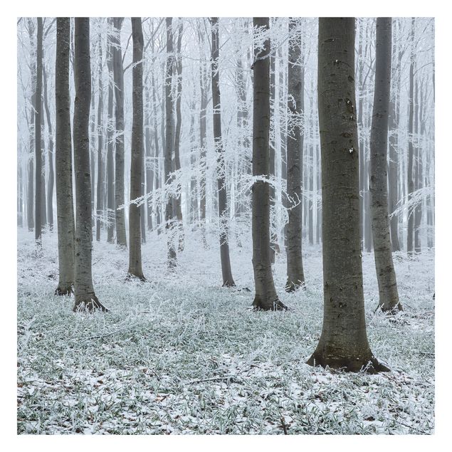 Wallpaper - Beeches With Hoarfrost