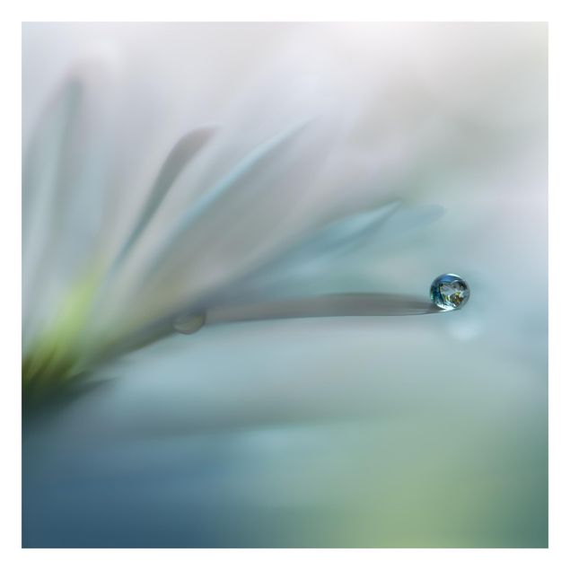 Walpaper - Dewdrops On White Blossom